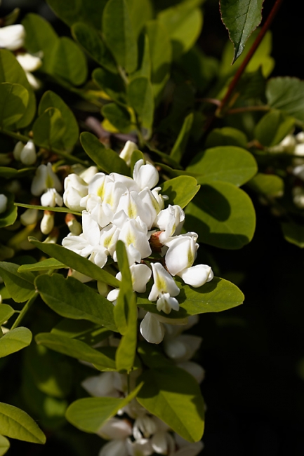 Jardin des Impressionnistes-MAI14-121